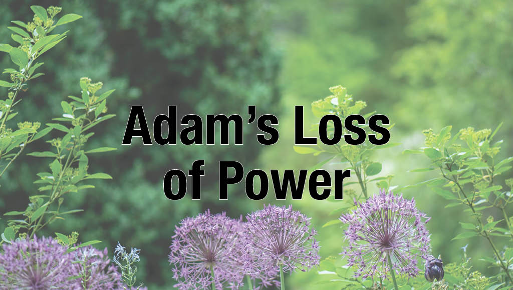 Adam’s Loss of Power